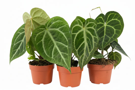 Anthurium magnificum