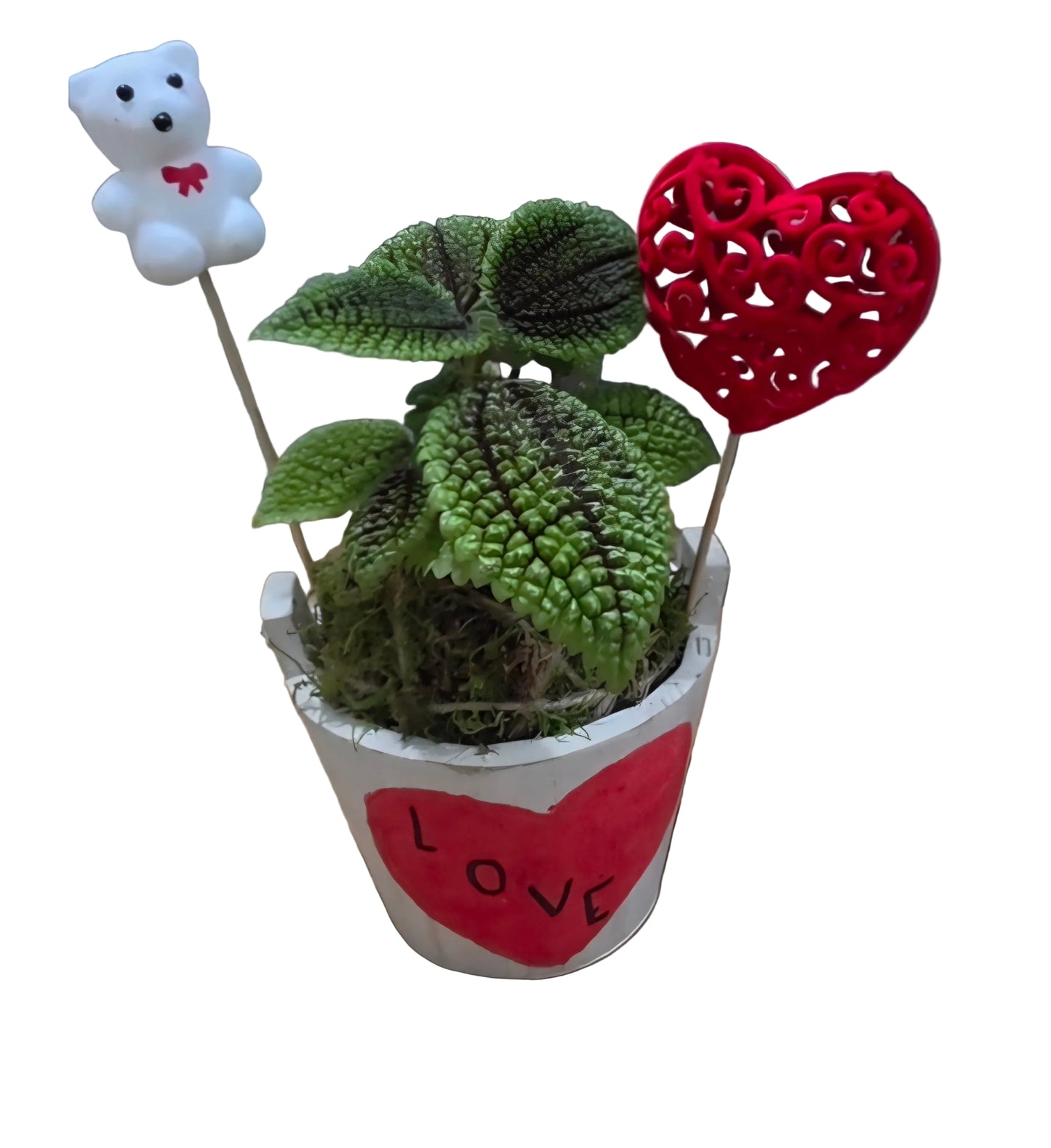 Kokedama Pilea involucrata