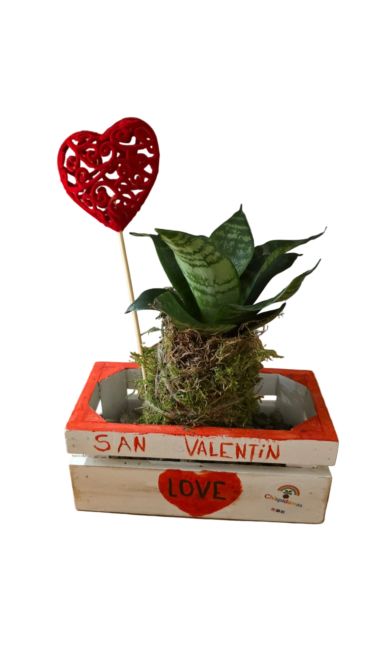 Kokedama Sansevieria trifasciata 'Hahnii'