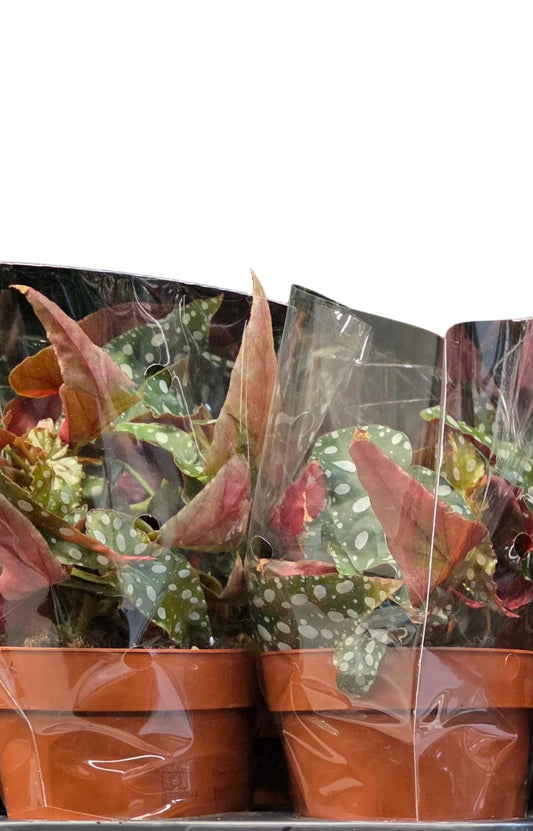 Begonia Maculata
