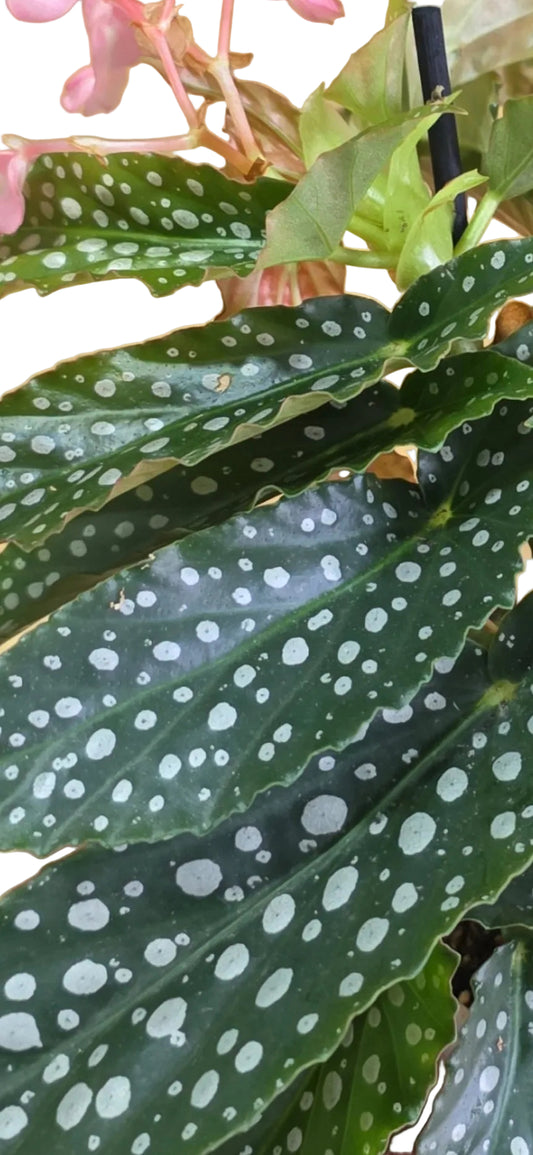 Mini Begonia Maculata Silver Spot