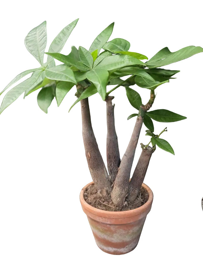 Pachira aquatica (4 troncos)