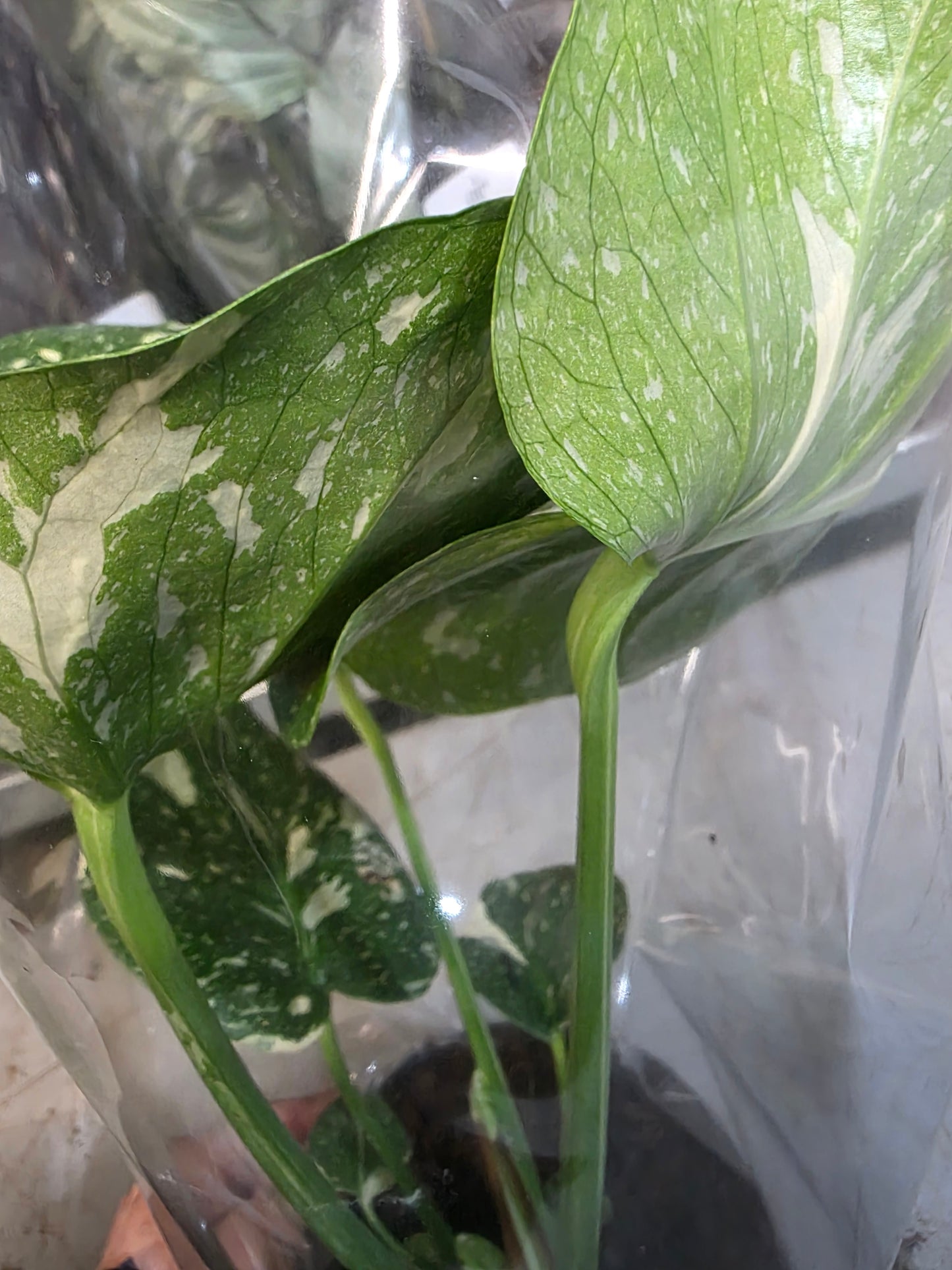 Monstera Thai Constellation