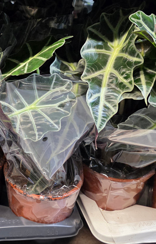 Alocasia Polly