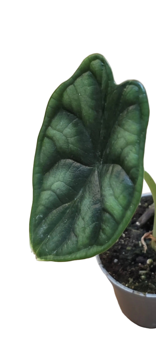 Mini Alocasia baginda 'Dragon Scale'