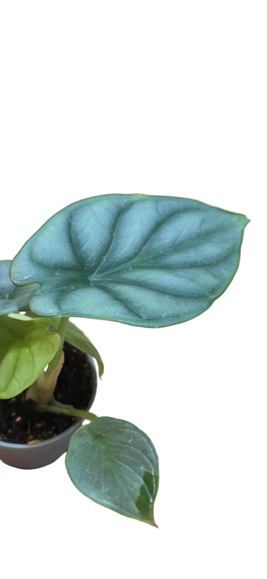 Mini Alocasia 'Silver Dragon'