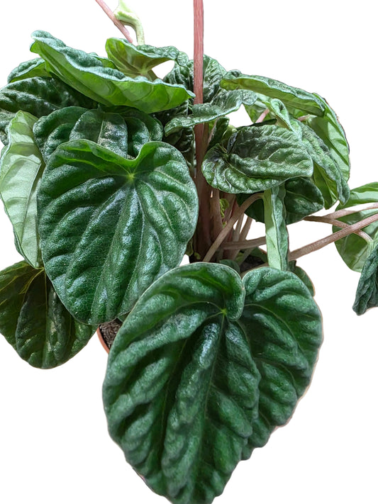 Peperomia caperata 'Cola de Ratón'