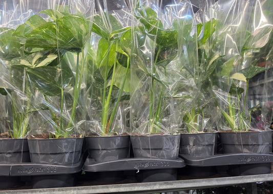 Monstera Thai Constellation