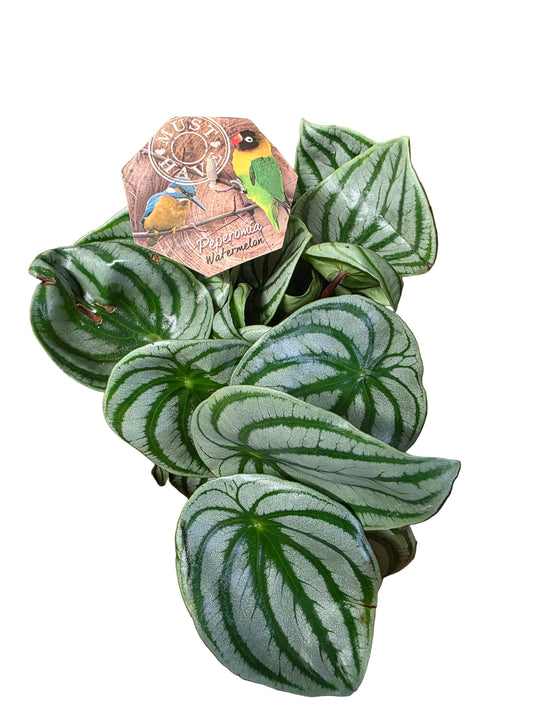 Peperomia argyreia watermelon