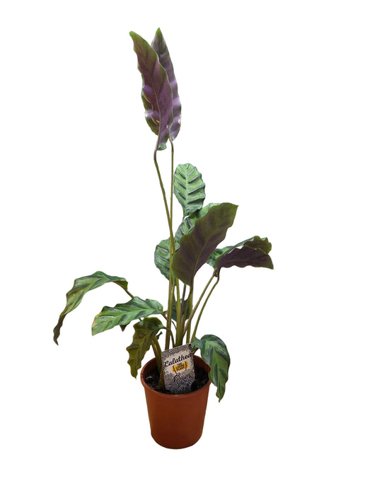 Calathea louisae 'Misto'