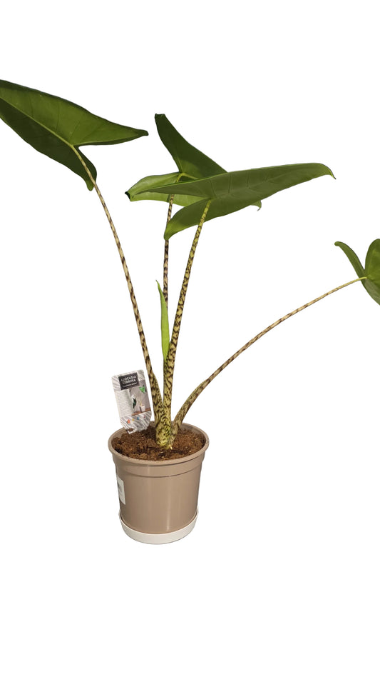 Alocasia Zebrina