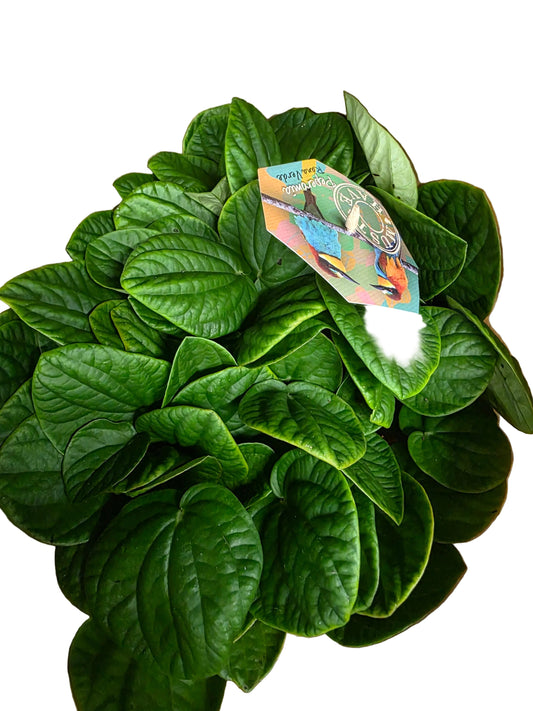 Peperomia argyreia Rana Verde