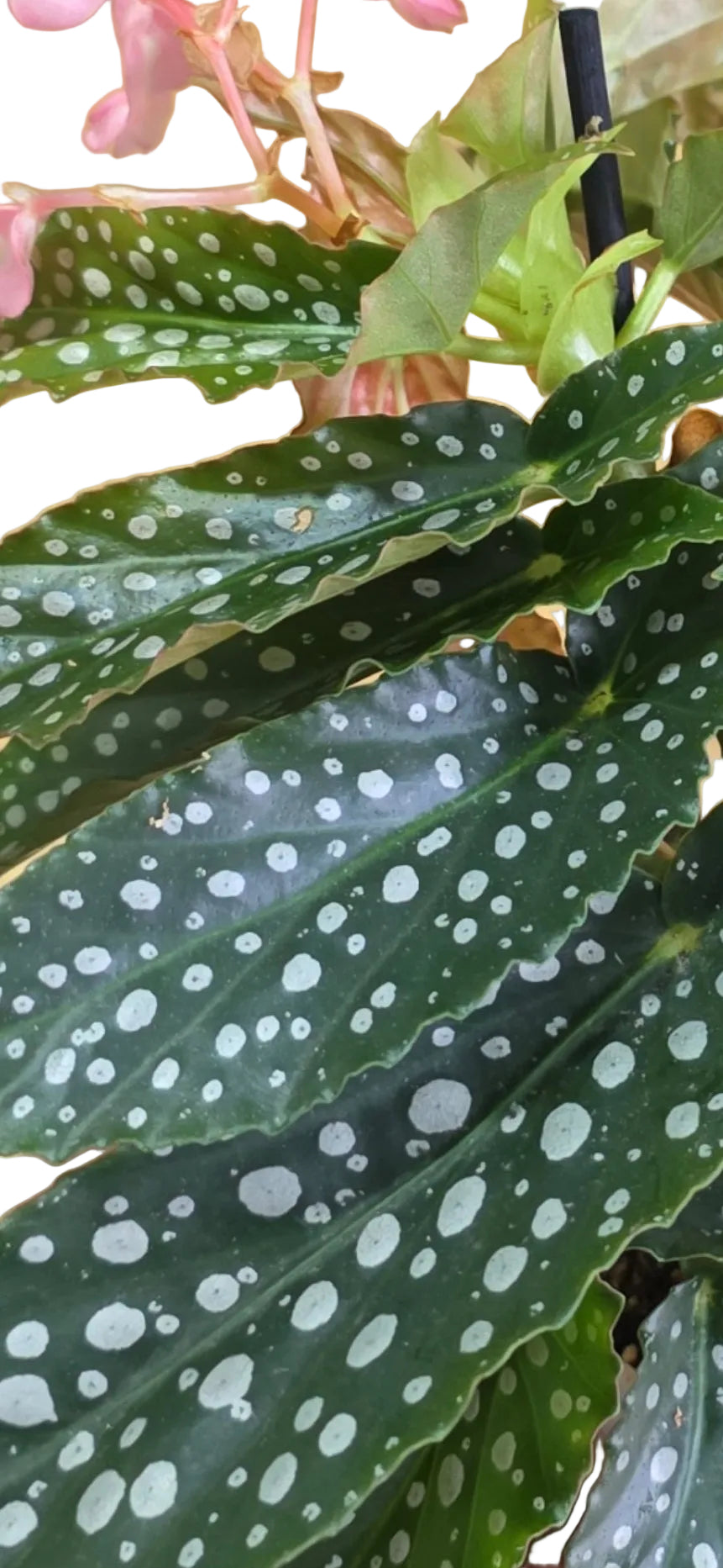 Mini Begonia Maculata Silver Spot