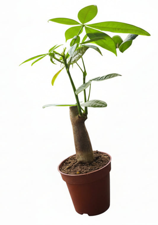 Pachira aquatica 'árbol del dinero'