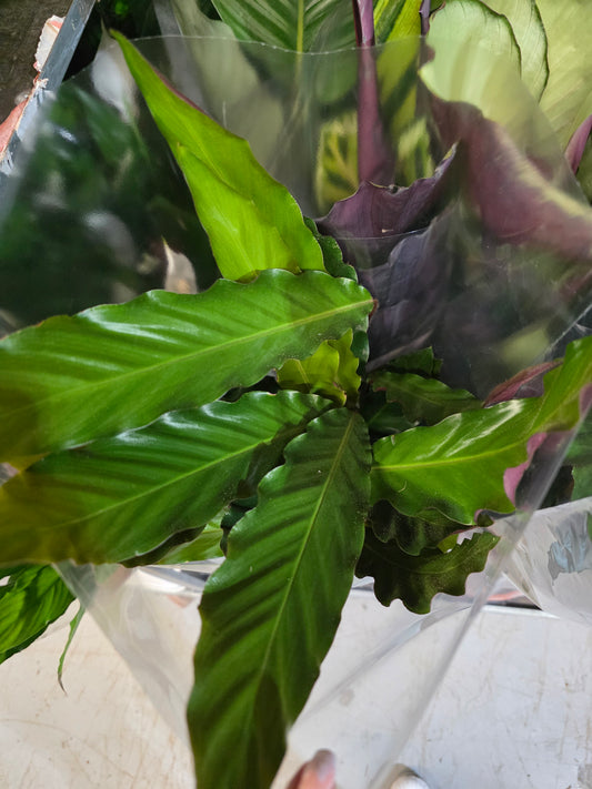Calathea rufibarba