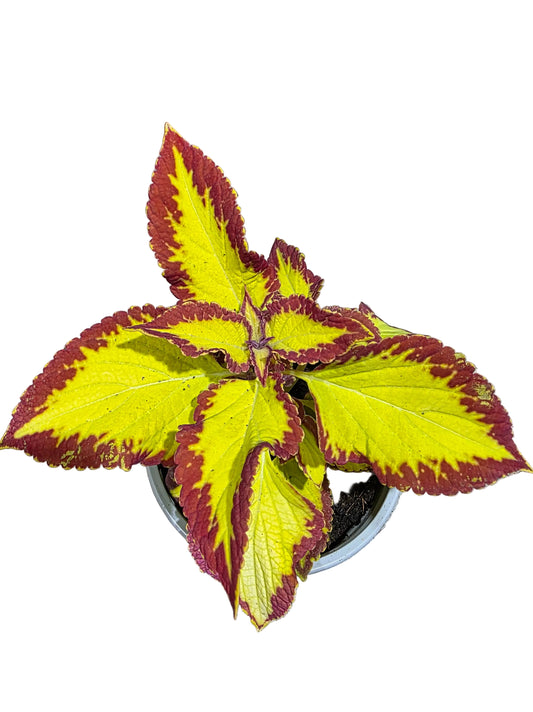 Cóleo 'Stained Glassworks Velvet'