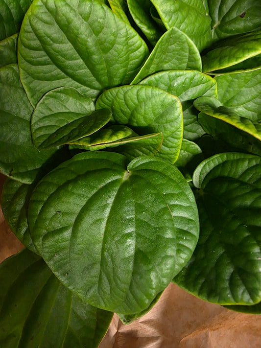 Peperomia argyreia Rana Verde