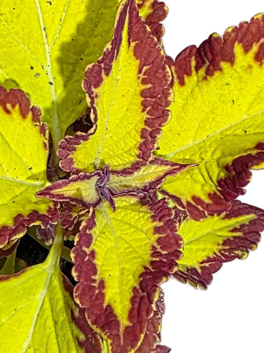 Cóleo 'Stained Glassworks Velvet'