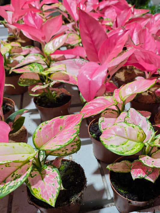 Aglaonema (Variedad surtida)