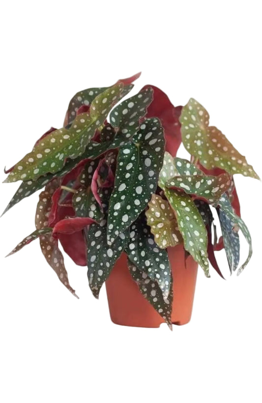 Begonia Maculata