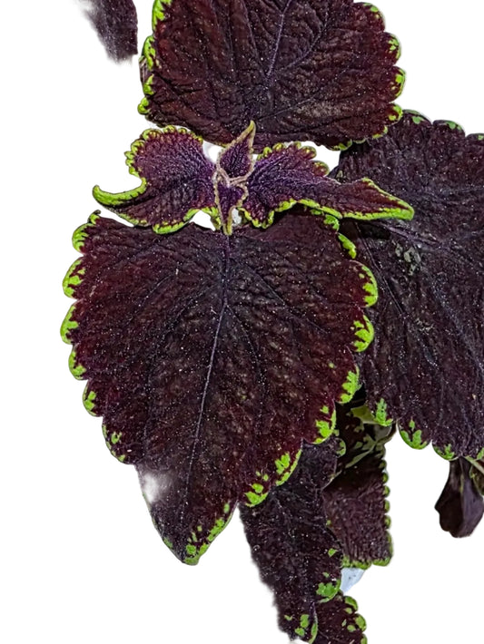 Cóleo Mezmerize "Chocolate Lime Edge"