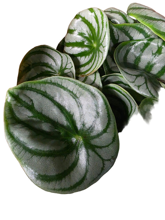 Peperomia argyreia watermelon