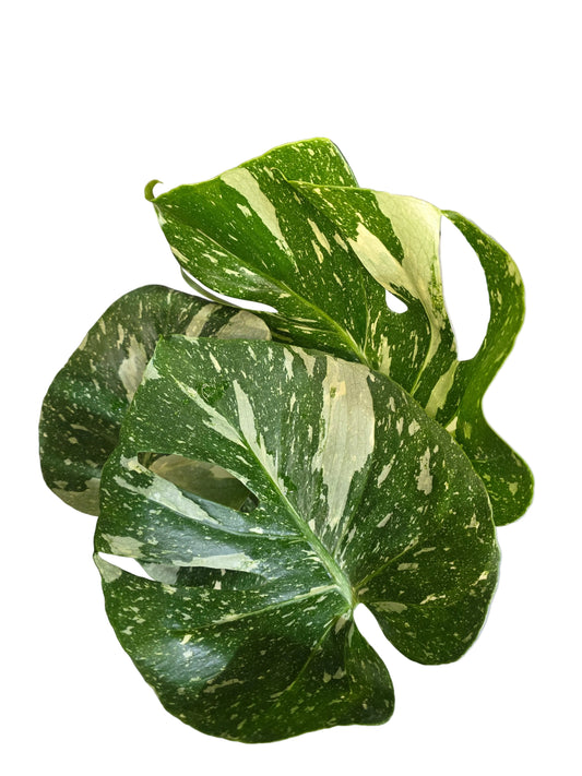 Monstera Thai Constellation