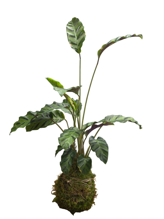 Kokedama Calathea louisae 'Misto' (60cms altura)