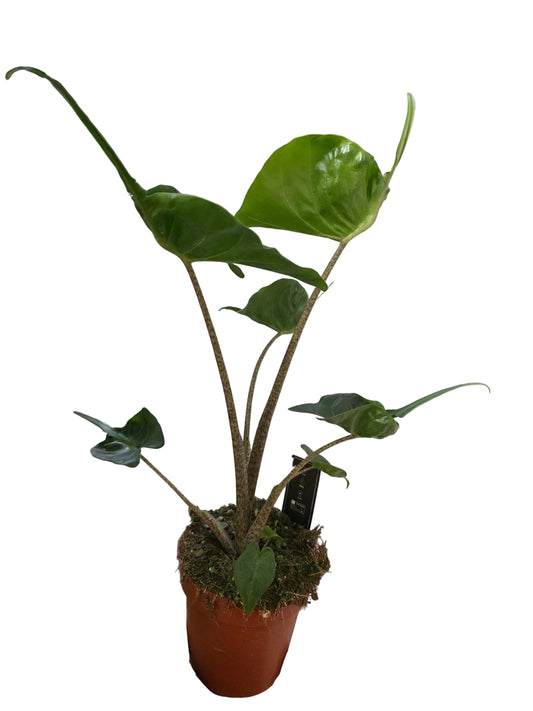 Alocasia Stingray