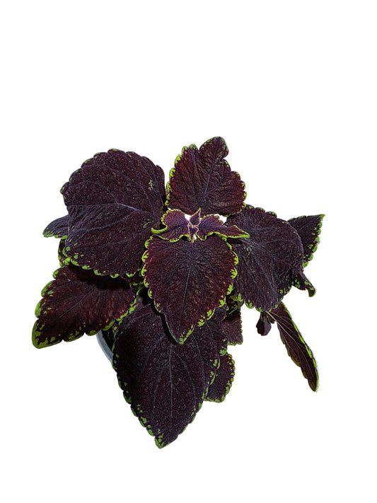 Cóleo Mezmerize "Chocolate Lime Edge"