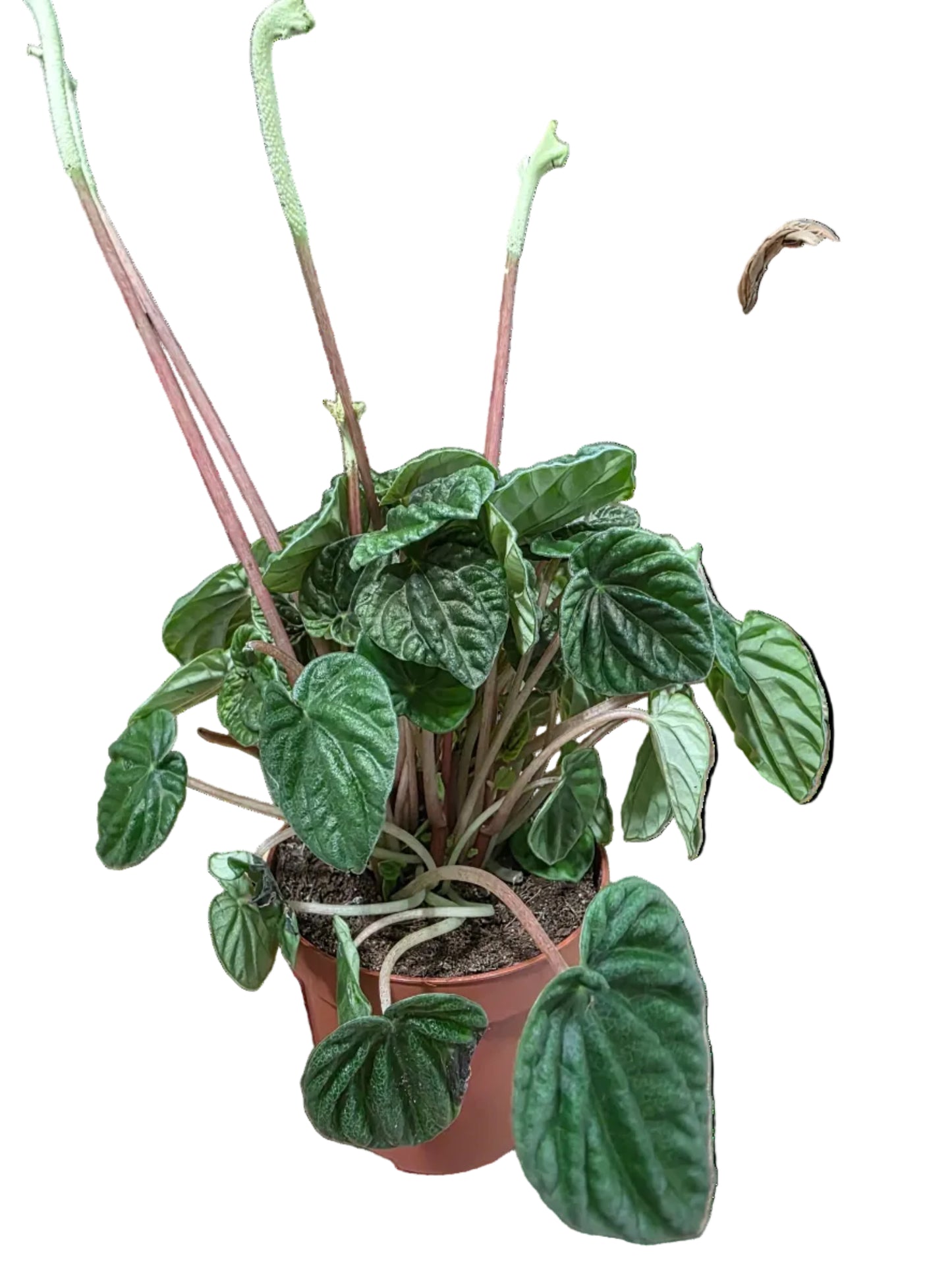 Peperomia caperata 'Cola de Ratón'