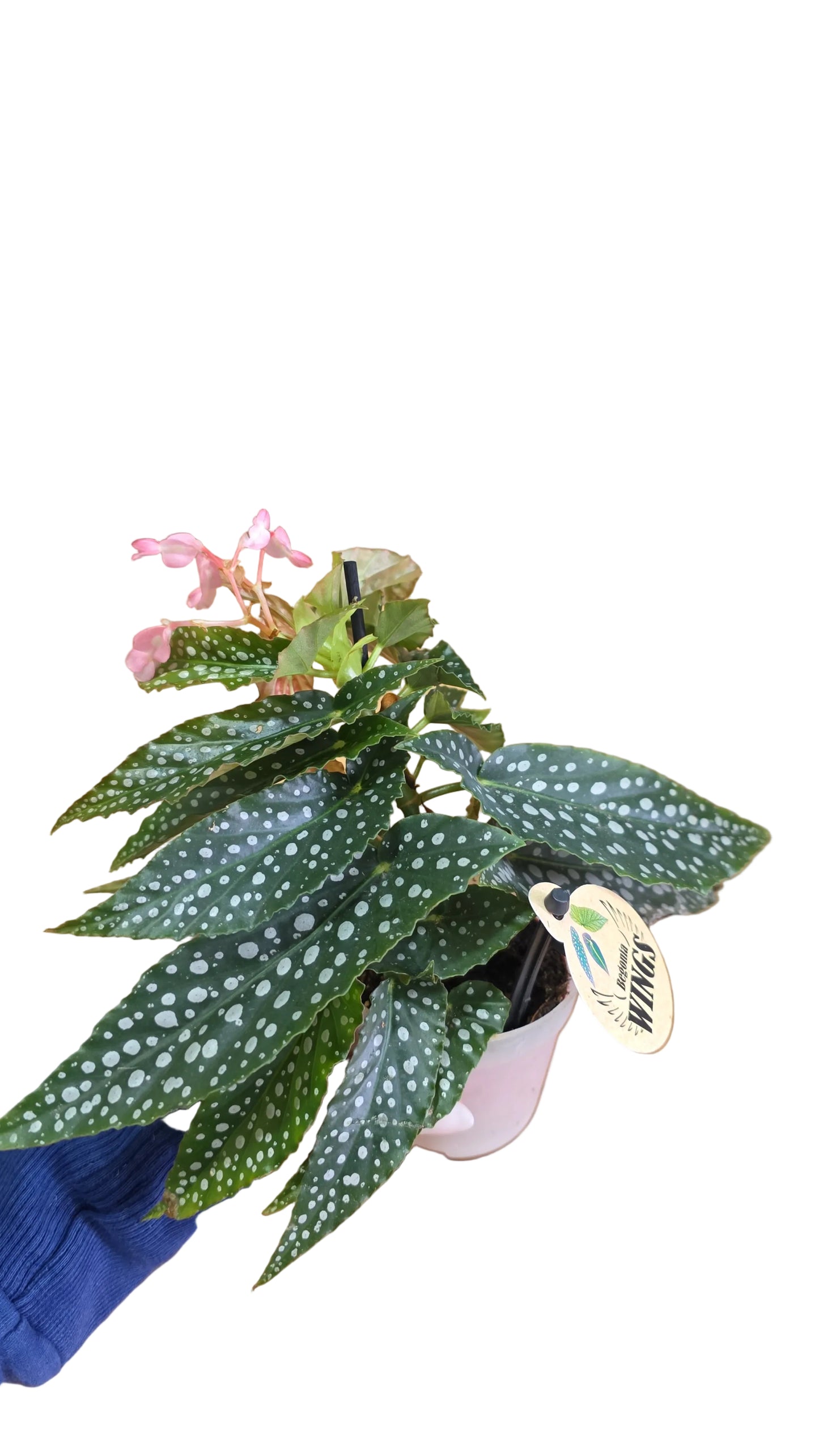 Mini Begonia Maculata Silver Spot