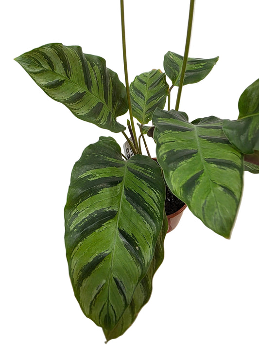Kokedama Calathea louisae 'Misto' (60cms altura)