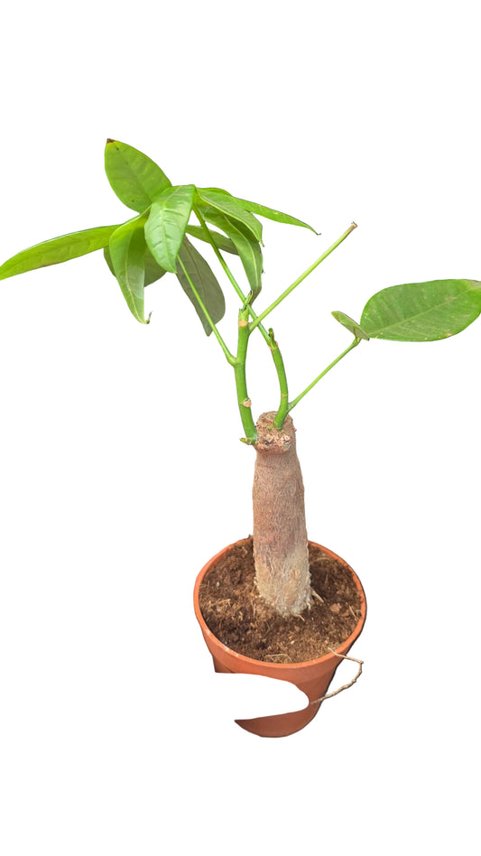 Pachira aquatica 'árbol del dinero'