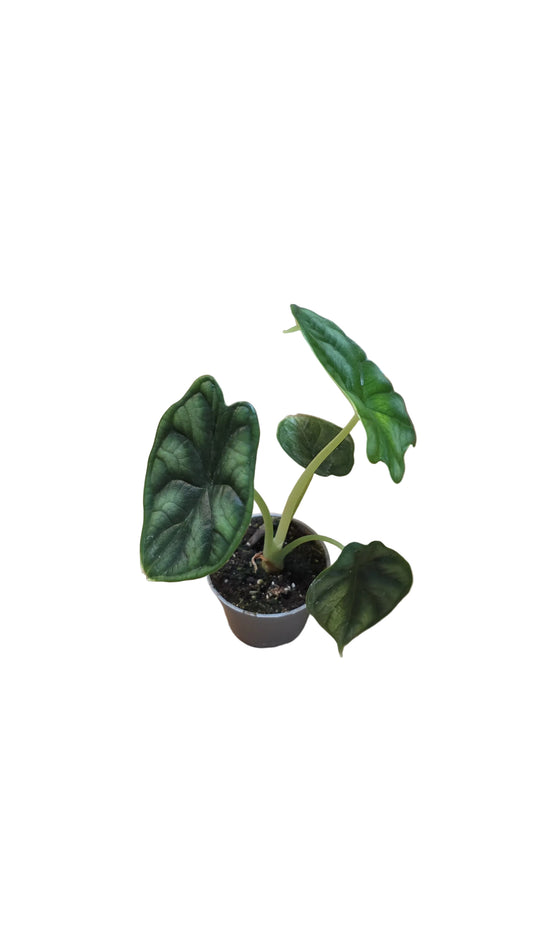 Mini Alocasia baginda 'Dragon Scale'