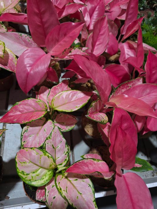 Aglaonema (Variedad surtida)