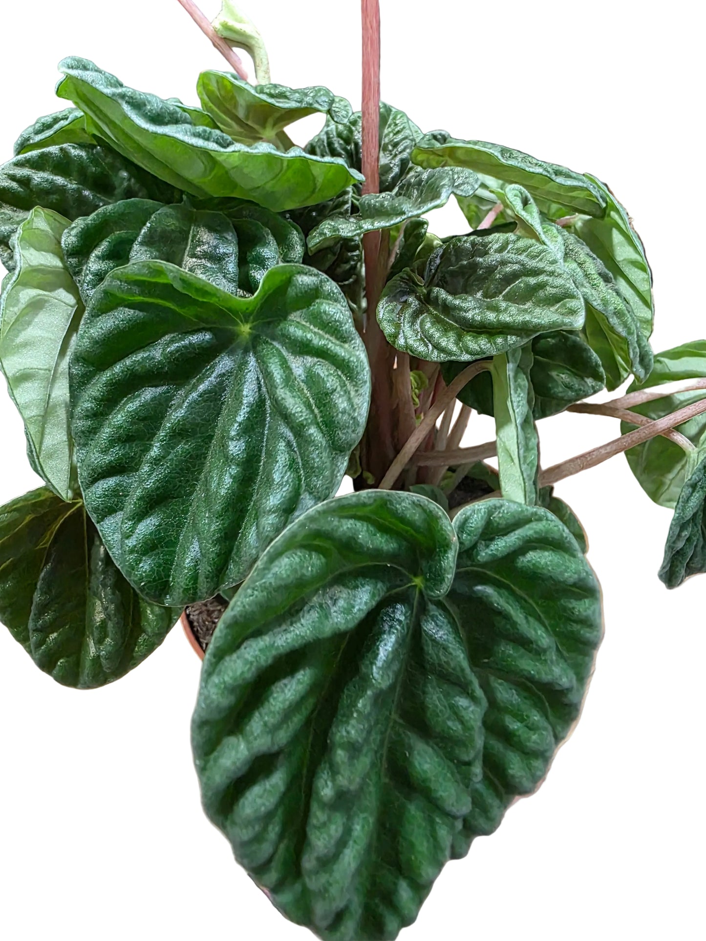 Peperomia caperata 'Cola de Ratón'